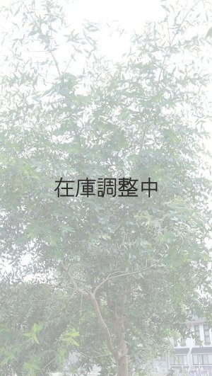 画像4: Dry plants for decor ユーカリ生切り幹（パルブラ）長尺タイプ1800mm