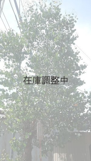 画像2: Dry plants for decor ユーカリ生切り幹（ポポラス）長尺タイプ1800mm