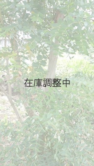 画像3: Dry plants for decor ユーカリ生切り幹（パルブラ）長尺タイプ1800mm