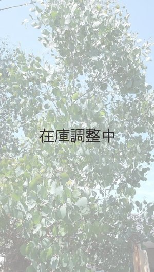 画像3: Dry plants for decor ユーカリ生切り幹（ポポラス）長尺タイプ1800mm