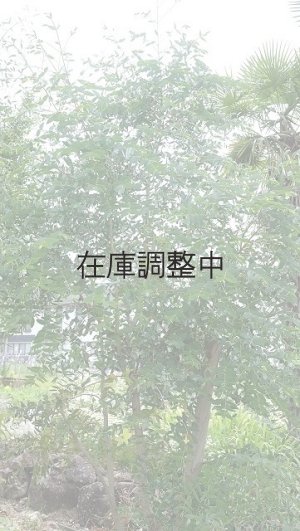 画像2: Dry plants for decor ユーカリ生切り幹（パルブラ）長尺タイプ1800mm