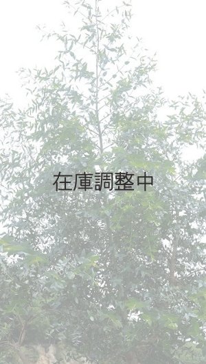 画像7: Dry plants for decor ユーカリ生切り幹（パルブラ）長尺タイプ1800mm