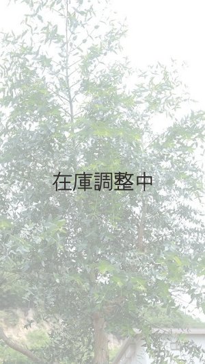 画像6: Dry plants for decor ユーカリ生切り幹（パルブラ）長尺タイプ1800mm