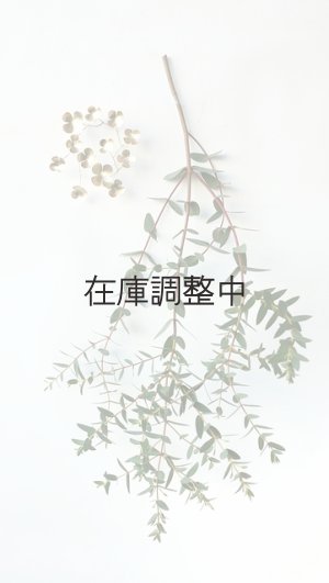 画像10: Dry plants for decor ユーカリ生切り幹（パルブラ）長尺タイプ1800mm