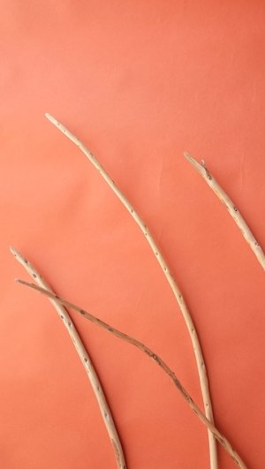 画像5: 棒流木セット