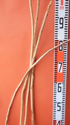 画像8: 棒流木セット