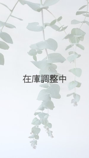 画像4: Dry plants for decor ユーカリ生切り枝（ブルーガム）タイプ700〜1000mm
