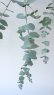 画像4: Dry plants for decor ユーカリ生切り枝（ブルーガム）タイプ700〜1000mm (4)