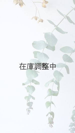 画像3: Dry plants for decor ユーカリ生切り枝（ブルーガム）タイプ700〜1000mm
