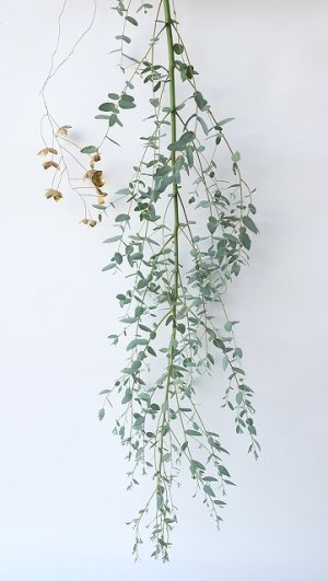 画像1: Dry plants for decor ユーカリ生切り枝（グニー）タイプ700〜1000mm