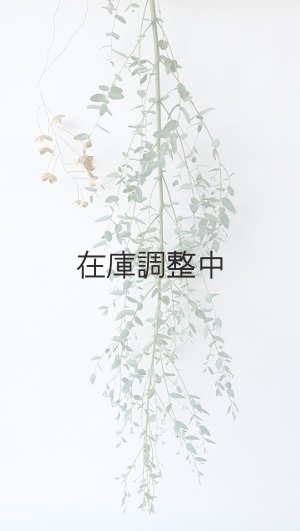 画像1: Dry plants for decor ユーカリ生切り枝（グニー）タイプ700〜1000mm