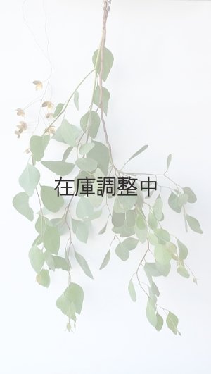 画像1: Dry plants for decor ユーカリ生切り枝（ポプルネア）タイプ700〜1000mm