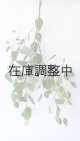 Dry plants for decor ユーカリ生切り枝（ポプルネア）タイプ700〜1000mm