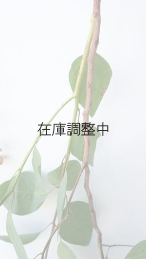 画像2: Dry plants for decor ユーカリ生切り枝（ポプルネア）タイプ700〜1000mm