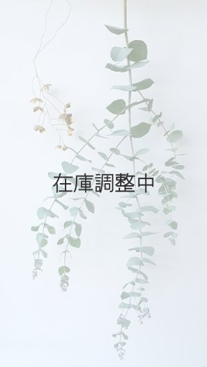 画像1: Dry plants for decor ユーカリ生切り枝（ブルーガム）タイプ700〜1000mm