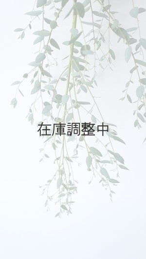 画像2: Dry plants for decor ユーカリ生切り枝（グニー）タイプ700〜1000mm