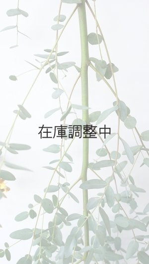 画像4: Dry plants for decor ユーカリ生切り枝（グニー）タイプ700〜1000mm