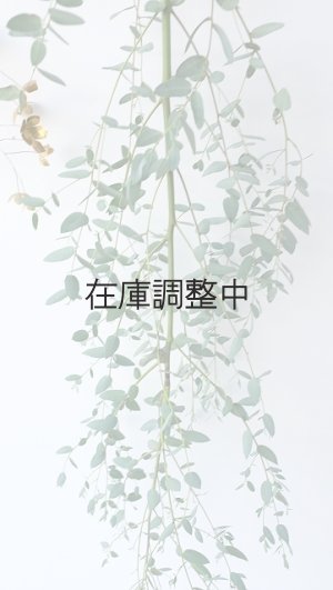 画像3: Dry plants for decor ユーカリ生切り枝（グニー）タイプ700〜1000mm