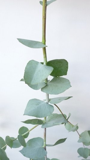 画像2: Dry plants for decor ユーカリ生切り枝（ブルーガム）タイプ700〜1000mm