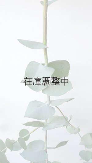 画像2: Dry plants for decor ユーカリ生切り枝（ブルーガム）タイプ700〜1000mm
