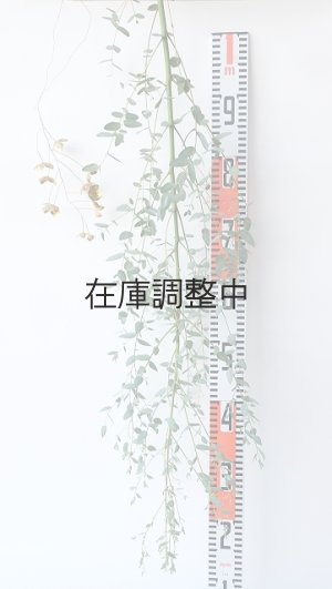 画像6: Dry plants for decor ユーカリ生切り枝（グニー）タイプ700〜1000mm