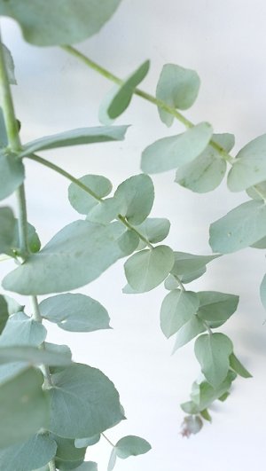 画像6: Dry plants for decor ユーカリ生切り枝（ブルーガム）タイプ700〜1000mm