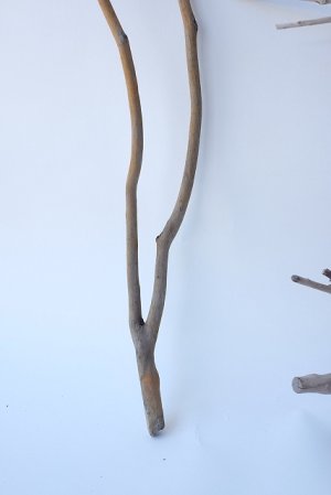 画像2: 小枝流木セット