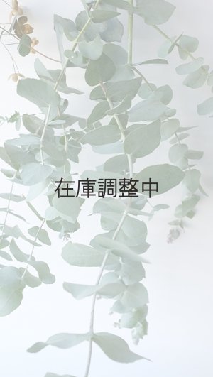 画像5: Dry plants for decor ユーカリ生切り枝（ブルーガム）タイプ700〜1000mm
