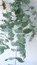 画像5: Dry plants for decor ユーカリ生切り枝（ブルーガム）タイプ700〜1000mm (5)