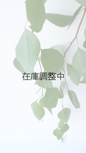 画像3: Dry plants for decor ユーカリ生切り枝（ポプルネア）タイプ700〜1000mm