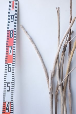 画像6: 小枝流木セット