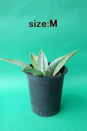 画像9: ★腰窓防犯に人気★アガベ苗・アメリカーナ