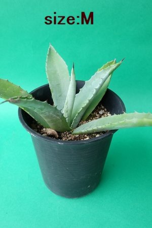 画像8: ★腰窓防犯に人気★アガベ苗・アメリカーナ