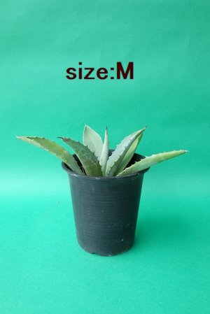 画像7: ★腰窓防犯に人気★アガベ苗・アメリカーナ