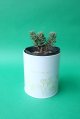 多肉植物（シルバーペット・セダム属）苗・オプションでオリジナルスチール丸缶