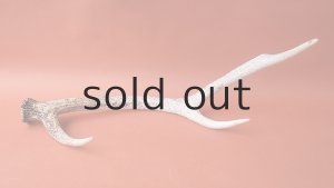 画像6: デコール用二ホンジカの角