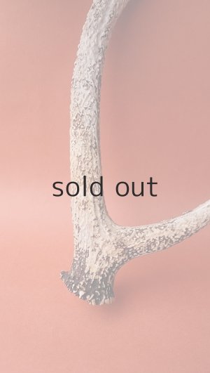 画像2: デコール用二ホンジカの角