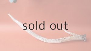 画像5: デコール用二ホンジカの角