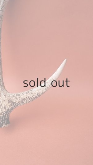 画像3: デコール用二ホンジカの角