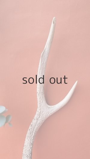 画像4: デコール用二ホンジカの角