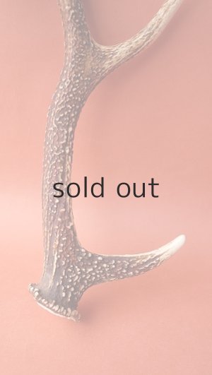 画像2: デコール用二ホンジカの角