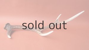 画像5: デコール用二ホンジカの角