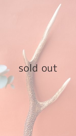 画像3: デコール用二ホンジカの角