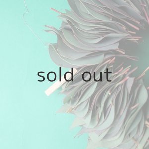 画像6: Dry plants for decor ユーカリリーフリース