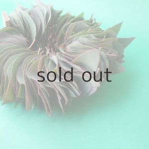 画像4: Dry plants for decor ユーカリリーフリース