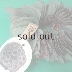 画像5: Dry plants for decor ユーカリリーフリース