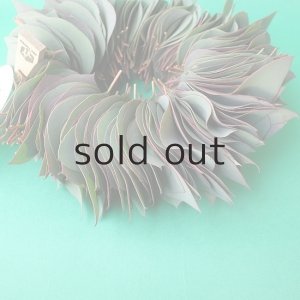 画像2: Dry plants for decor ユーカリリーフリース