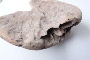 画像13: 変形流木