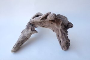 画像6: 変形流木