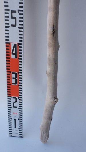 画像5: 枝流木